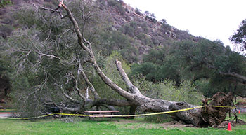 live oak root decay